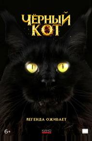 Черный кот