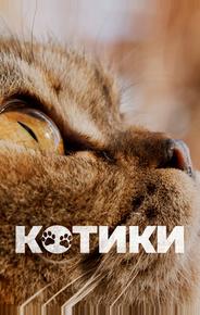 Котики