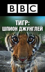 BBC: Тигр — Шпион джунглей